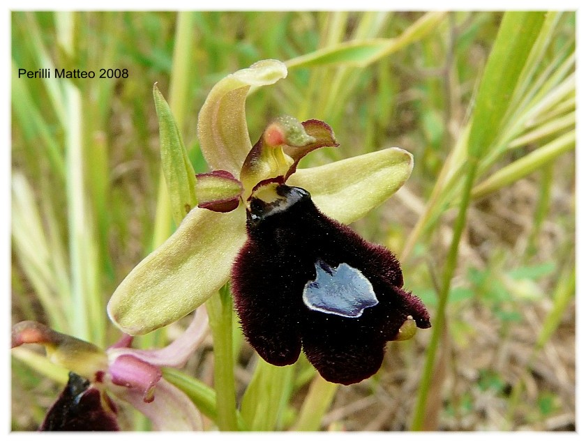 Ophrys bertolonii o explanata?